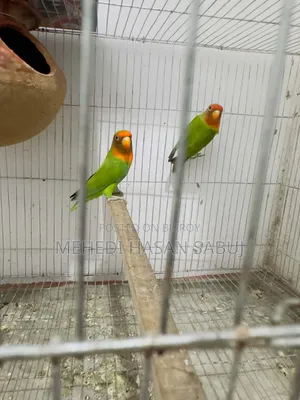 ১ জোড়া রানিং লাভ বার্ড বিক্রি করা হবে
