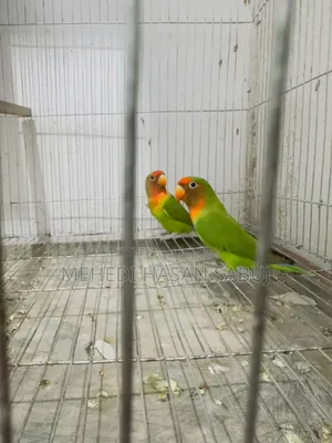 ১ জোড়া রানিং লাভ বার্ড বিক্রি করা হবে
