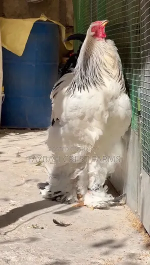 Colombian Light Brahma Hatching Eggs.
