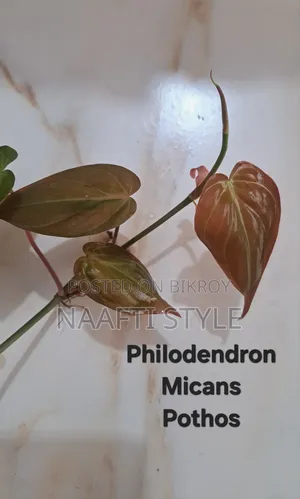 Pothos (Money Plant)