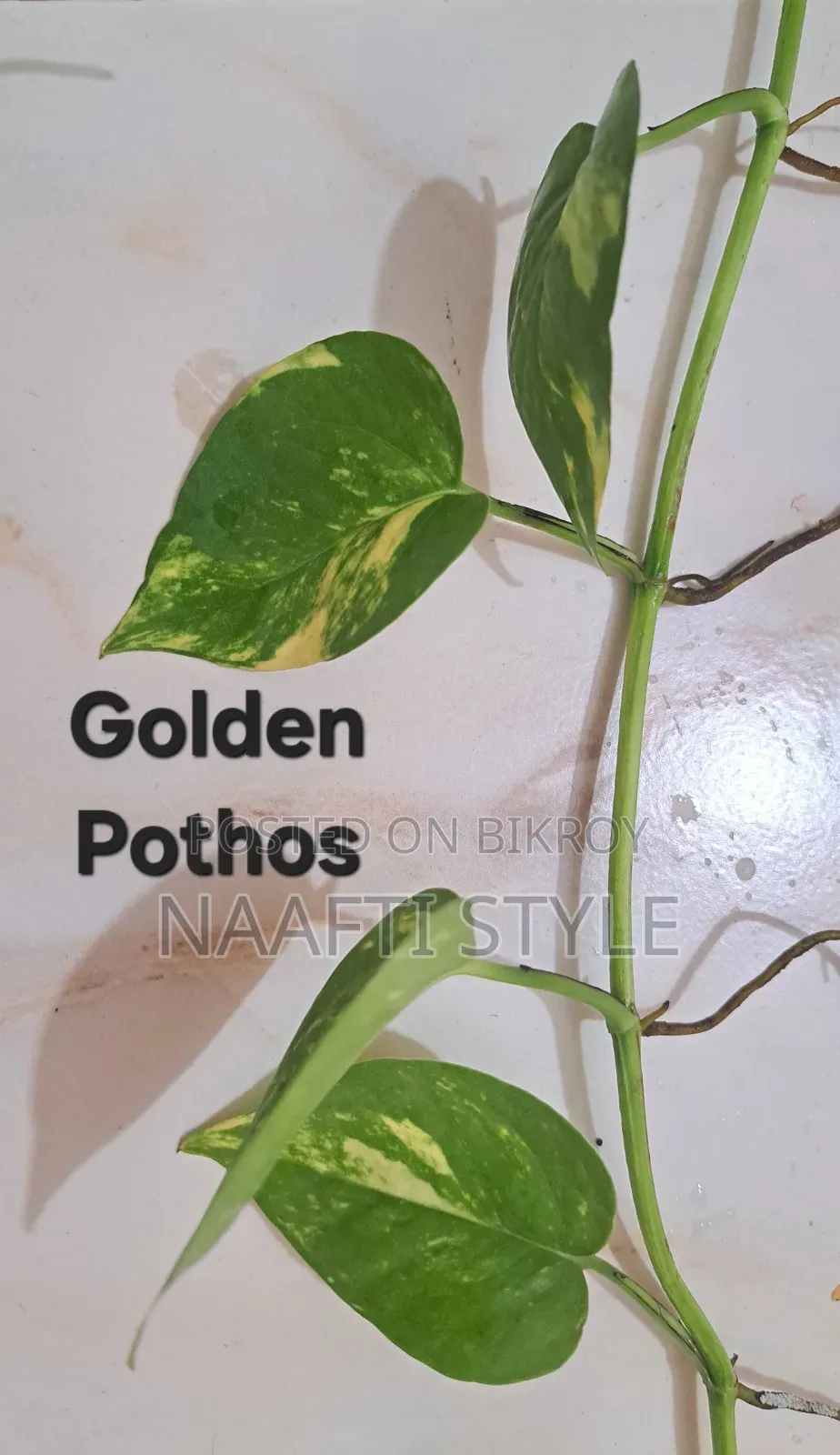 Pothos (Money Plant)