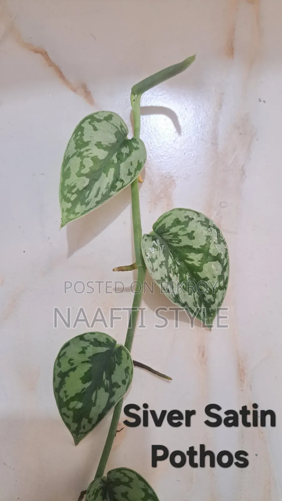 Pothos (Money Plant)