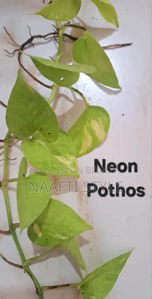 Pothos (Money Plant)