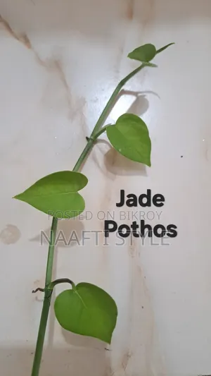 Pothos (Money Plant)