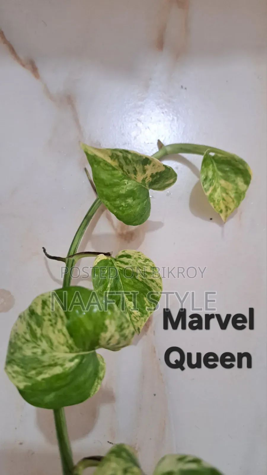 Pothos (Money Plant)