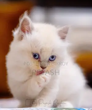 1-3 Months Male Purebred Ragdoll