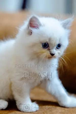 1-3 Months Male Purebred Ragdoll