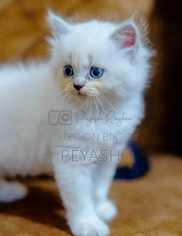 1-3 Months Male Purebred Ragdoll