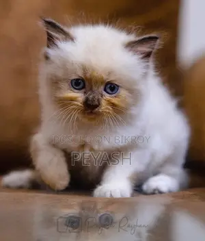 1-3 Months Male Purebred Ragdoll