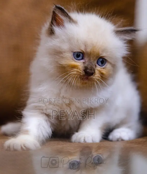 1-3 Months Male Purebred Ragdoll