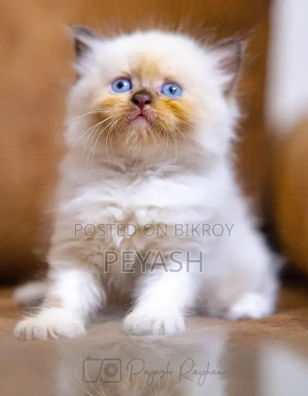 1-3 Months Male Purebred Ragdoll