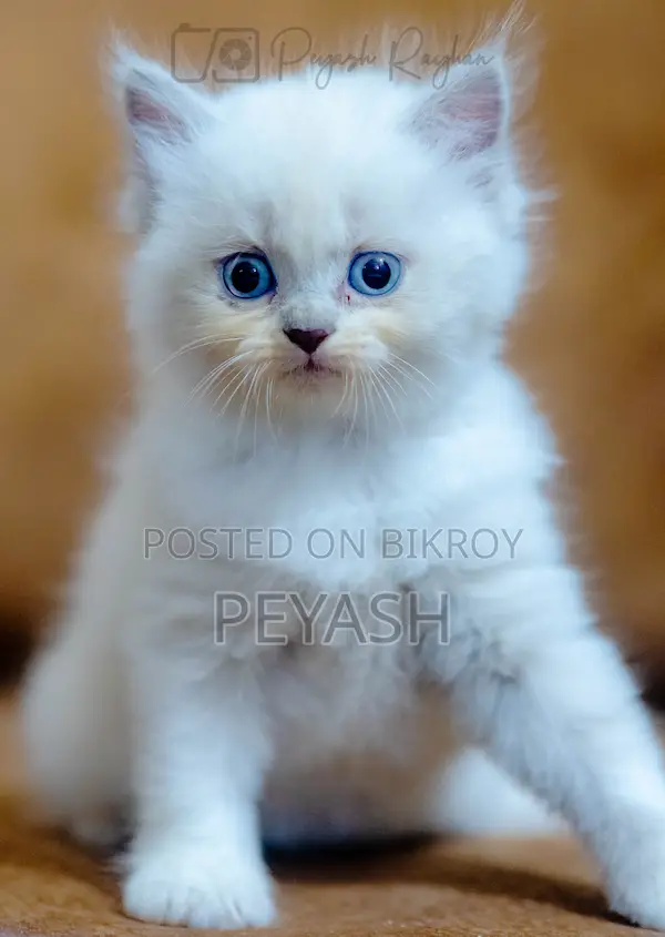 1-3 Months Male Purebred Ragdoll