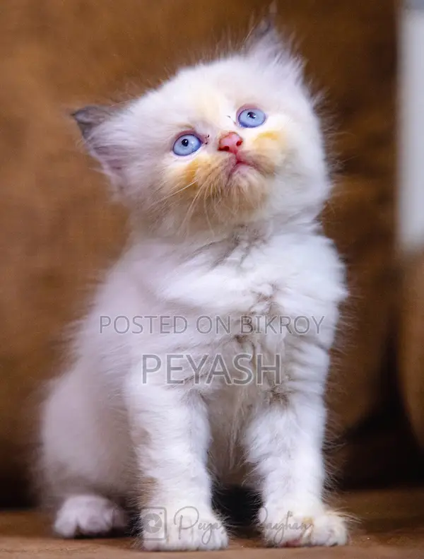 1-3 Months Male Purebred Ragdoll