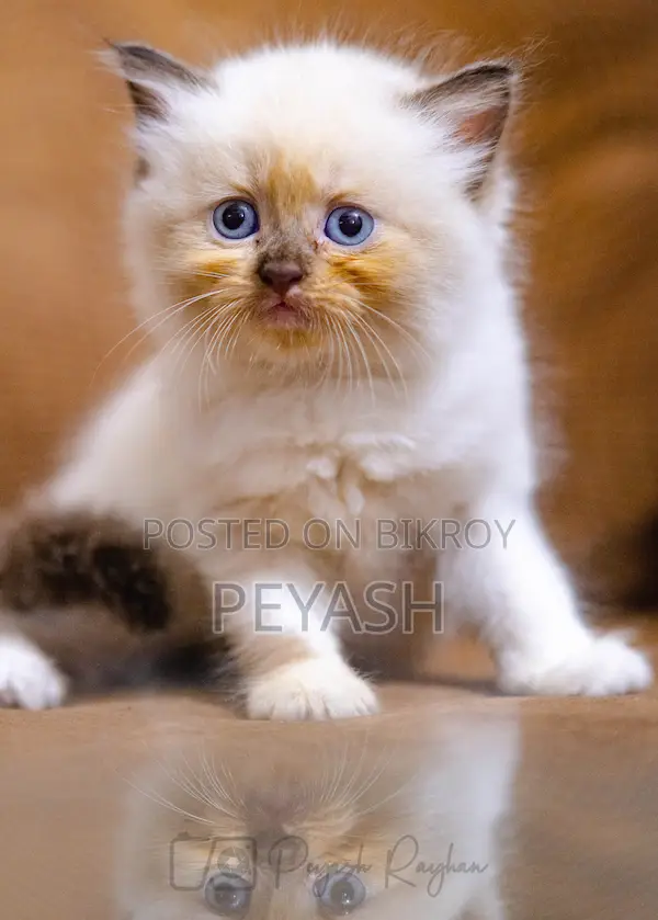 1-3 Months Male Purebred Ragdoll