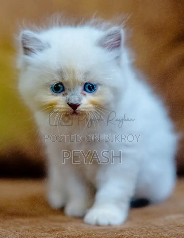 1-3 Months Male Purebred Ragdoll