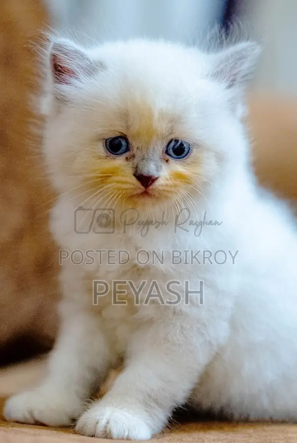 1-3 Months Male Purebred Ragdoll