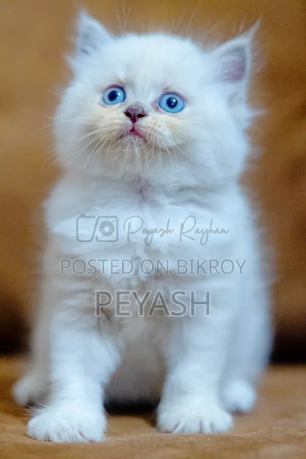 1-3 Months Male Purebred Ragdoll