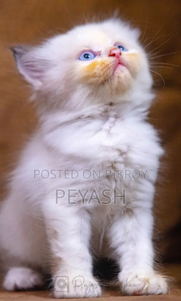 1-3 Months Male Purebred Ragdoll