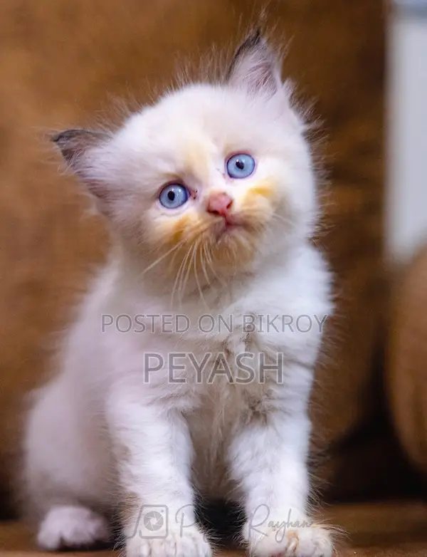 1-3 Months Male Purebred Ragdoll