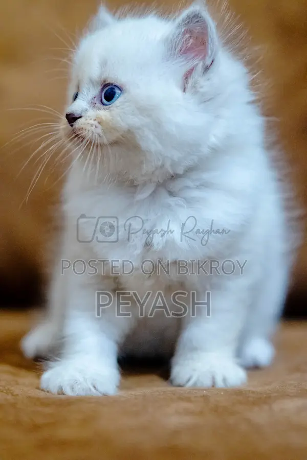 1-3 Months Male Purebred Ragdoll