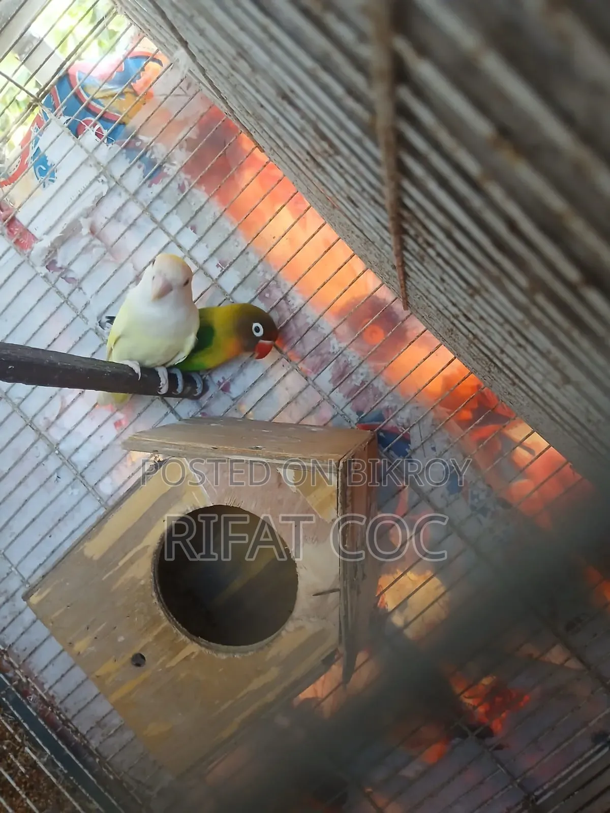 লাভ বার্ড ১ জোড়া