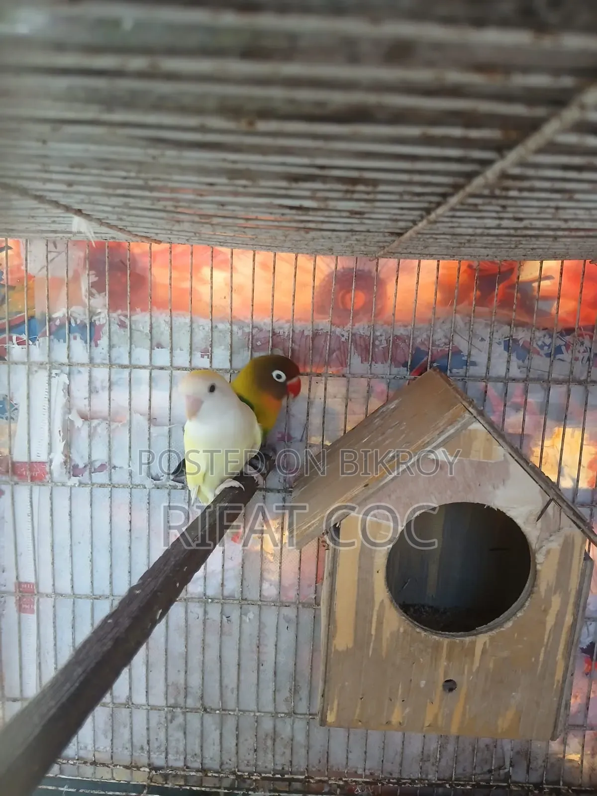 লাভ বার্ড ১ জোড়া