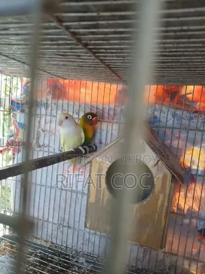 লাভ বার্ড ১ জোড়া