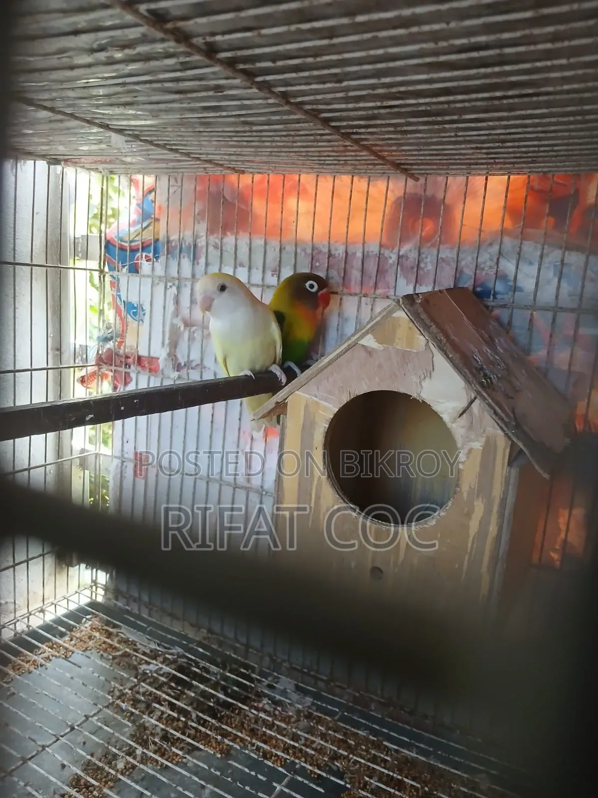 লাভ বার্ড ১ জোড়া
