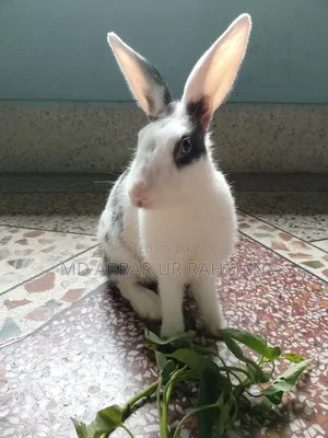 দুটি ফিমেল খরগোশ