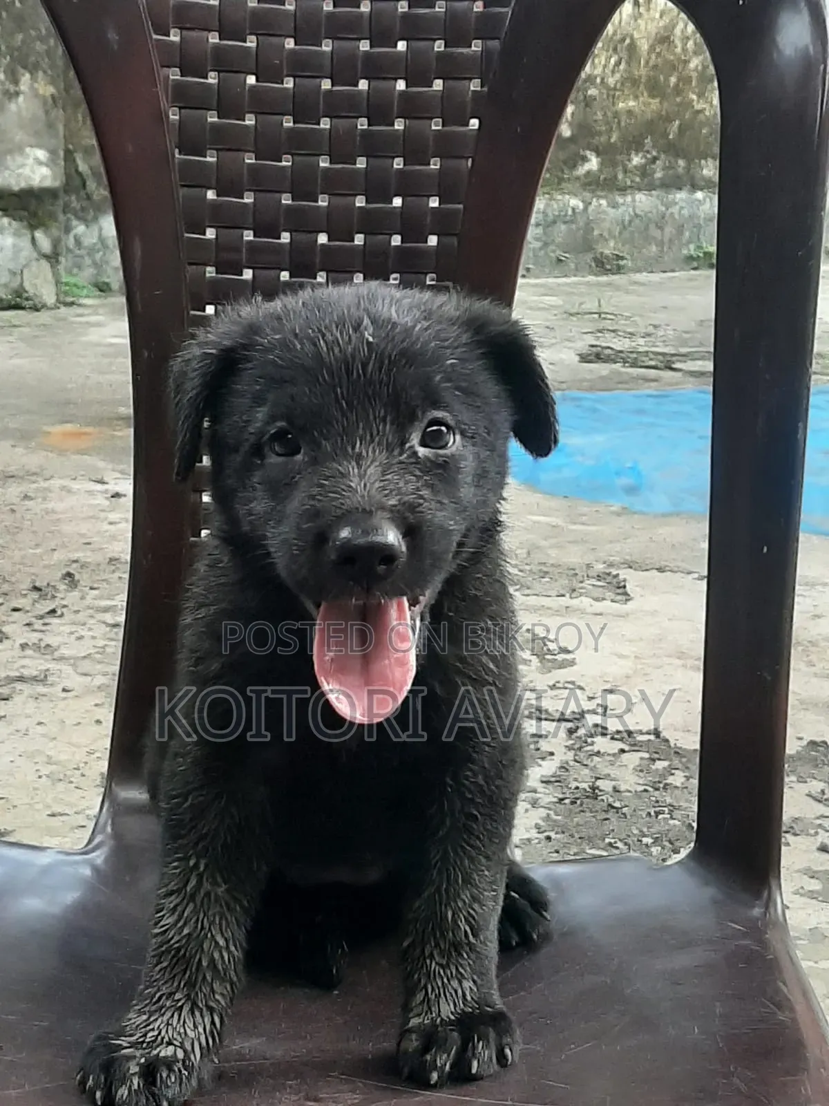 1-3 Months Female Purebred Great Dane