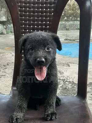 1-3 Months Female Purebred Great Dane
