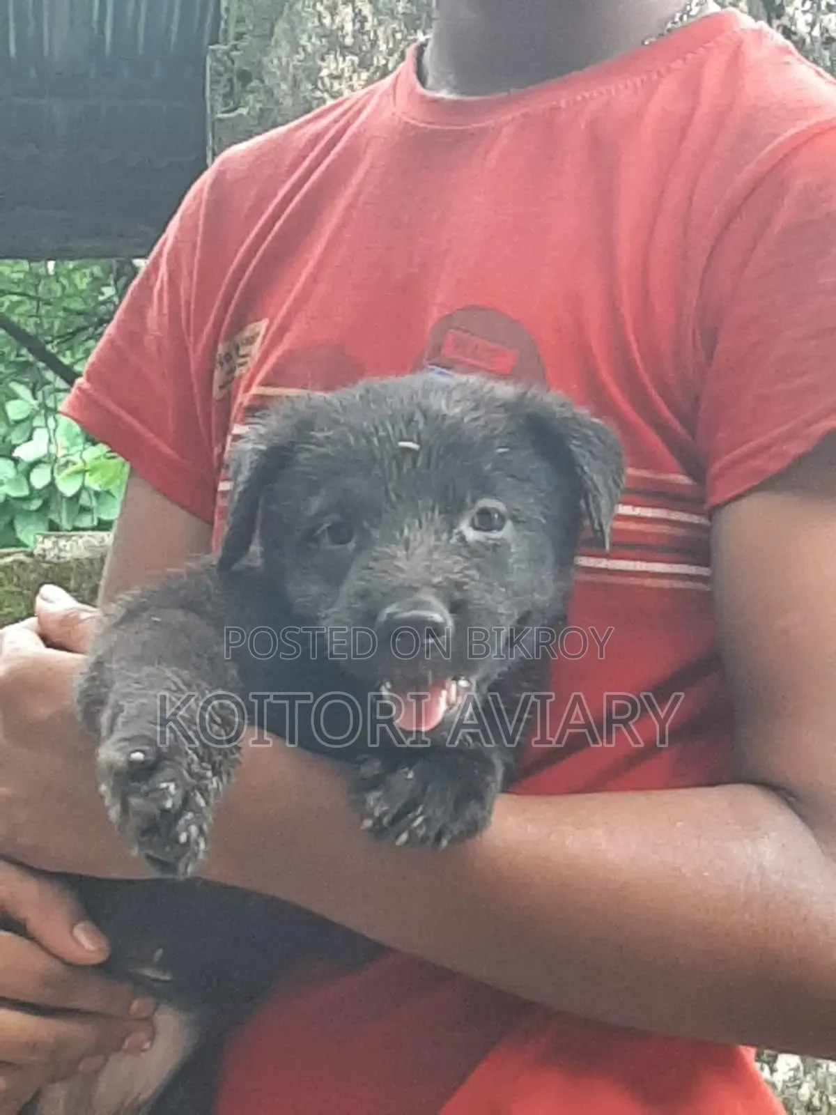 1-3 Months Female Purebred Great Dane