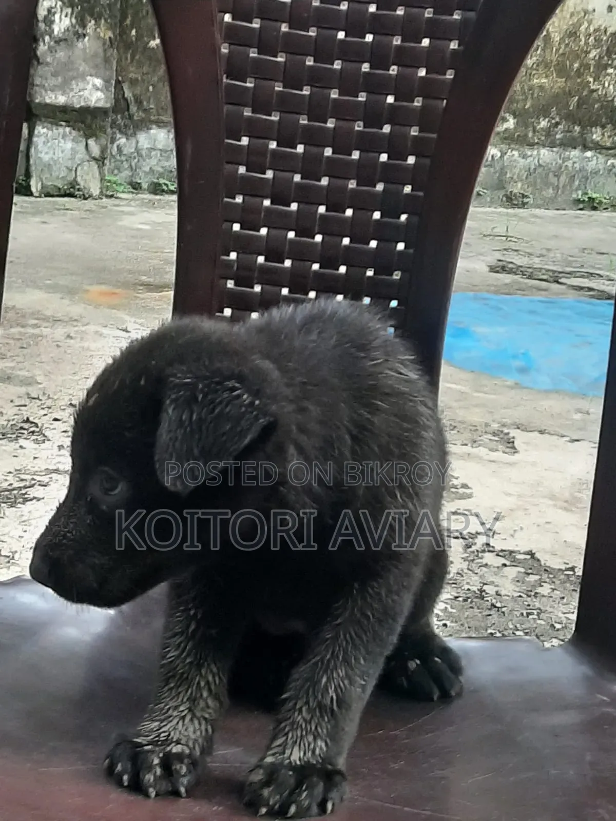 1-3 Months Female Purebred Great Dane