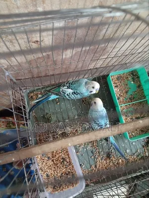 Budgerigar birds pair available, can take single if you want