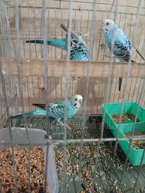 Budgerigar birds pair available, can take single if you want