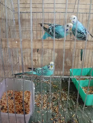 Budgerigar birds pair available, can take single if you want