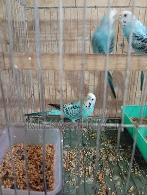 Budgerigar birds pair available, can take single if you want