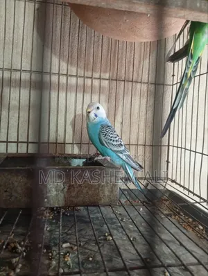 Budgerigar birds pair available, can take single if you want
