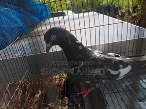 Pakistani Fan-tail Pigeon