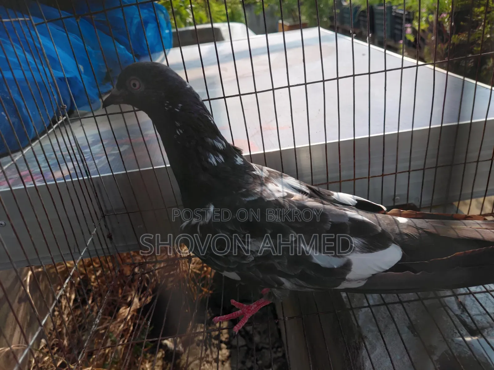 Pakistani Fan-tail Pigeon
