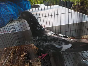 Pakistani Fan-tail Pigeon