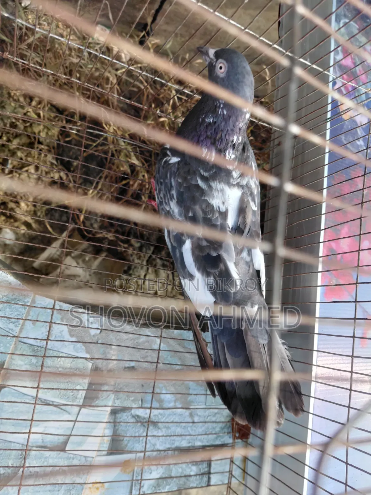 Pakistani Fan-tail Pigeon