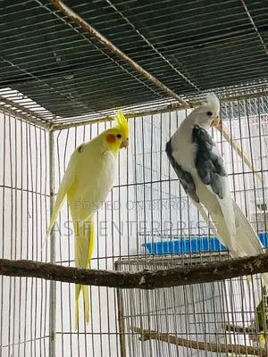 Cockatiel Running Pair