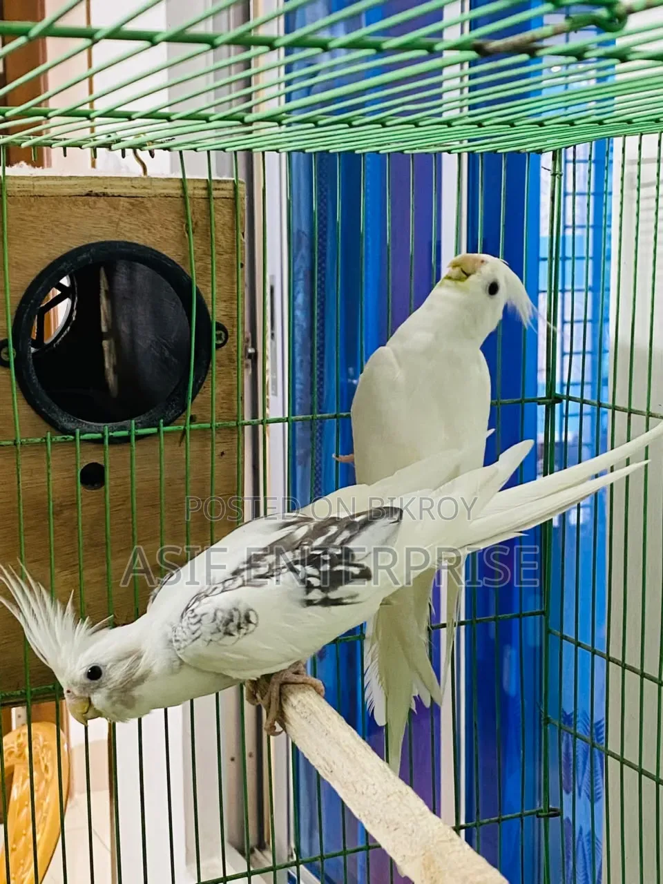 Cockatiel Running Pair