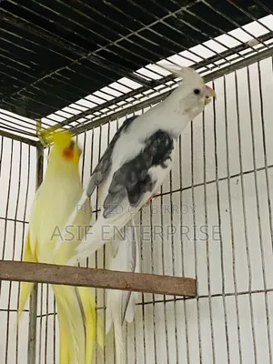 Cockatiel Running Pair