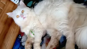 ১+ বছরের পুরুষ পিওর ব্রিড পার্সিয়ান