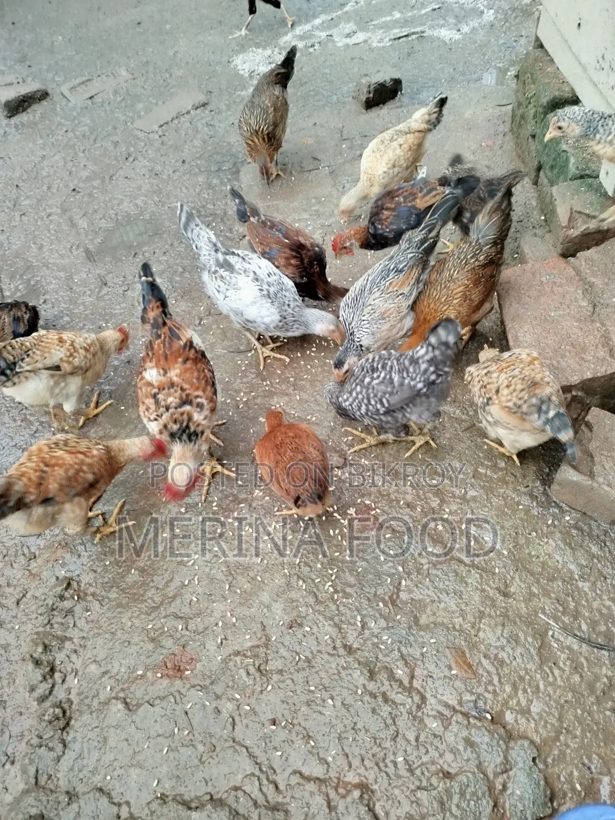 দেশি মুরগীর বাচ্চা