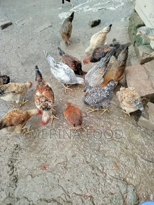 দেশি মুরগীর বাচ্চা
