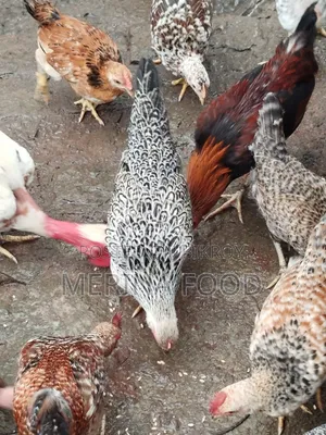 দেশি মুরগীর বাচ্চা