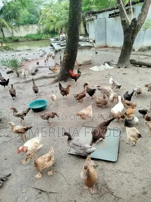 দেশি মুরগীর বাচ্চা